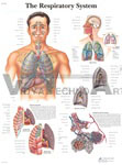 The Respiratory System - Anatomical Chart